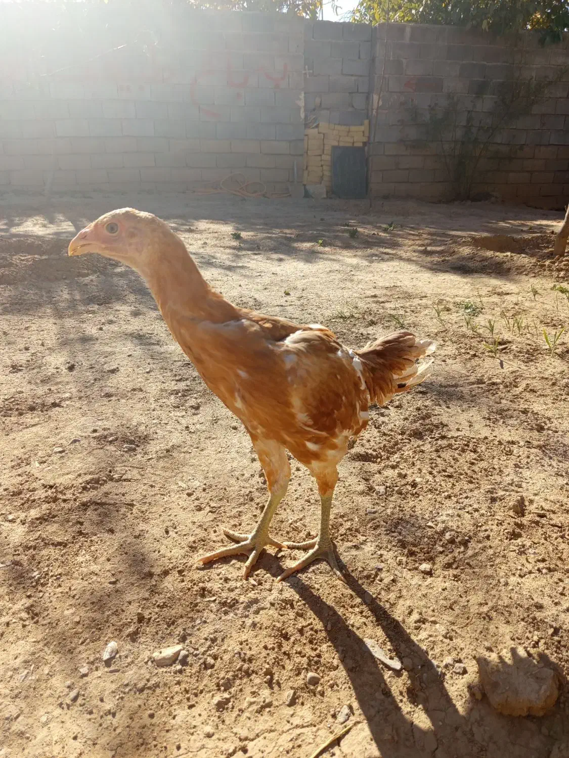 جوجه لاری|حیوانات مزرعه|باوله, |دیوار