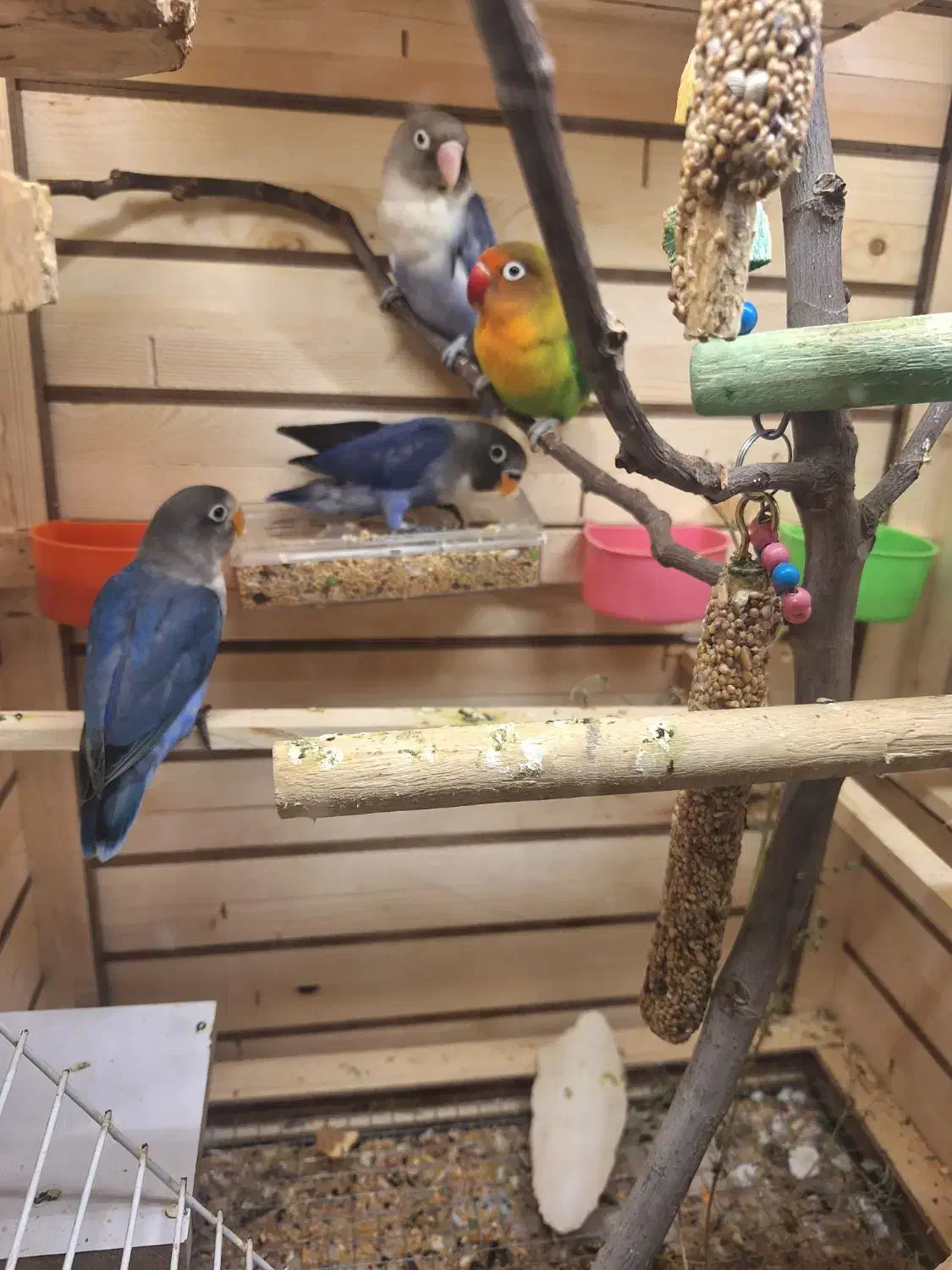 طوطی برزیلی فیشر|پرنده|ارومیه, |دیوار