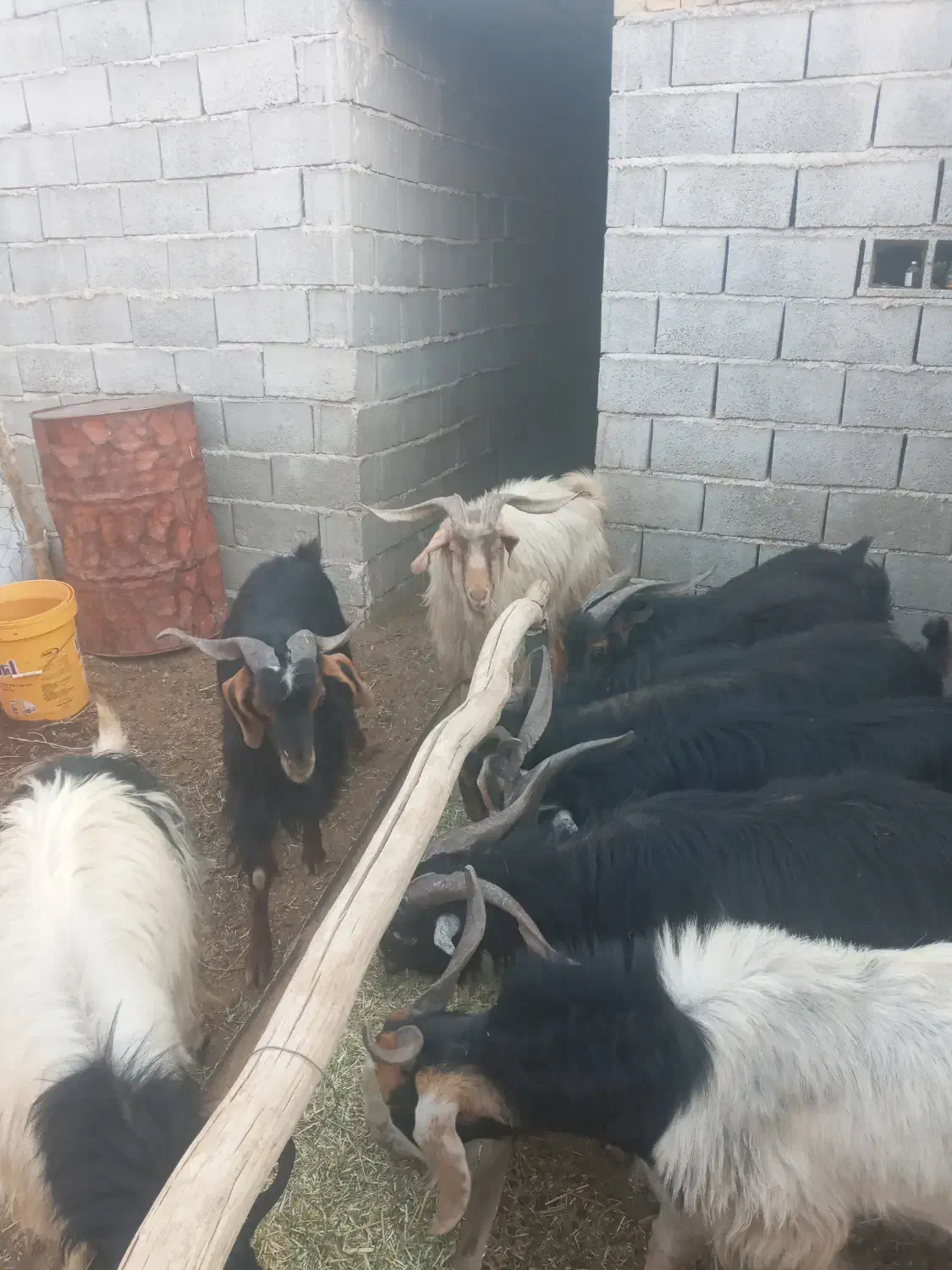 ۱۲راس‌پازن هم برای بذری خوبه هم برای پرواربندی|حیوانات مزرعه|نی‌ریز, |دیوار