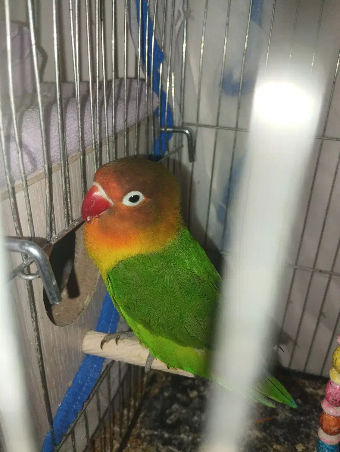 طوطی و عروس|پرنده|رفسنجان, |دیوار