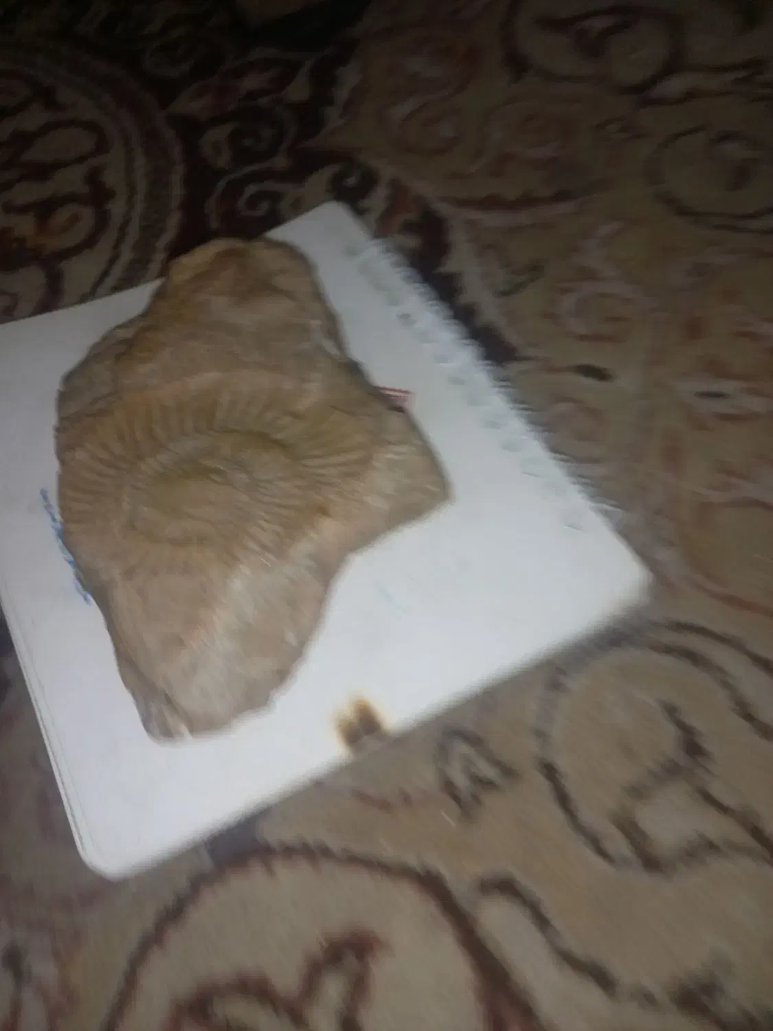 فسیل درجه یک|کلکسیون اشیاء عتیقه|دامغان, |دیوار