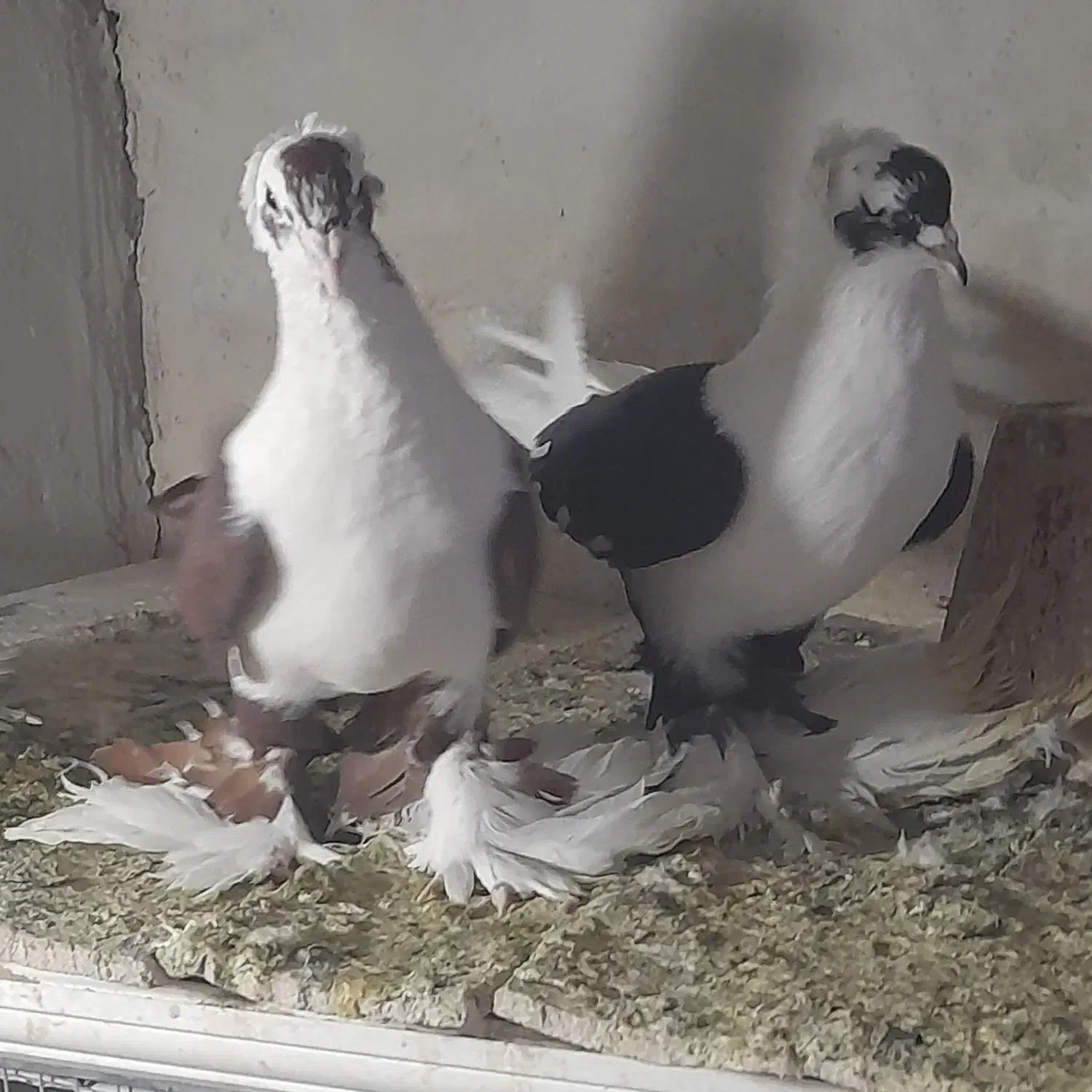 کفتر|پرنده|تبریز, |دیوار