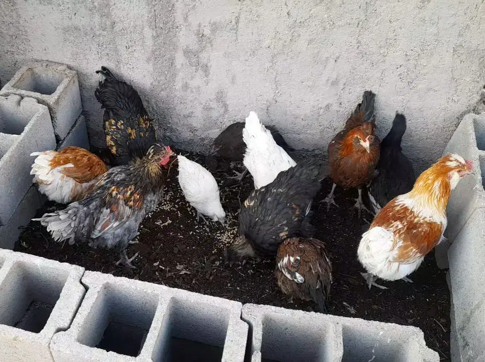 خروس فروشی|حیوانات مزرعه|شاهرود, |دیوار