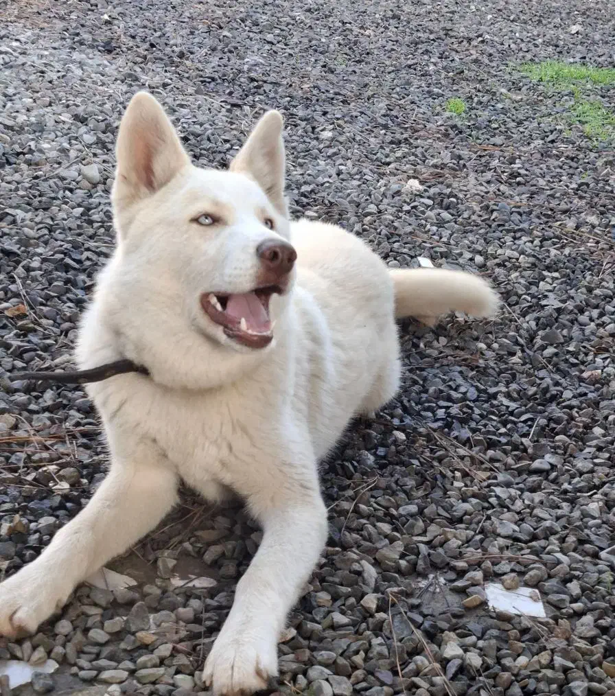 توله ۵ ماهه هاسکی ساموئید نر|سگ|لاهیجان, انقلاب|دیوار