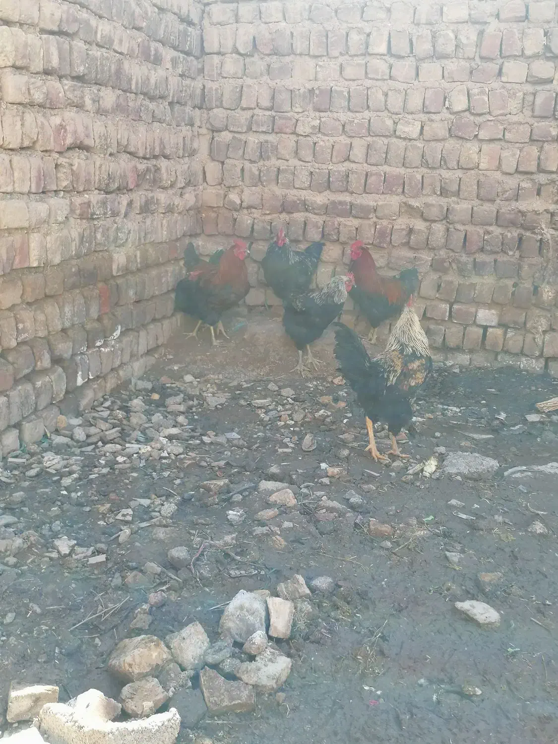 خروس محلی|حیوانات مزرعه|ساوه, |دیوار