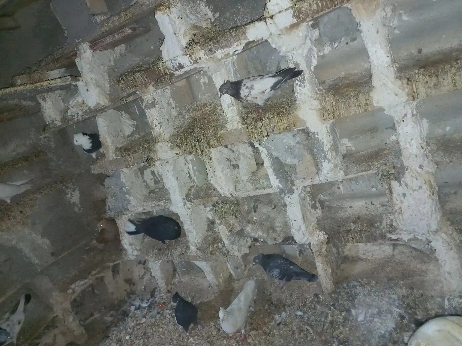 کبوتر|پرنده|باوی, |دیوار