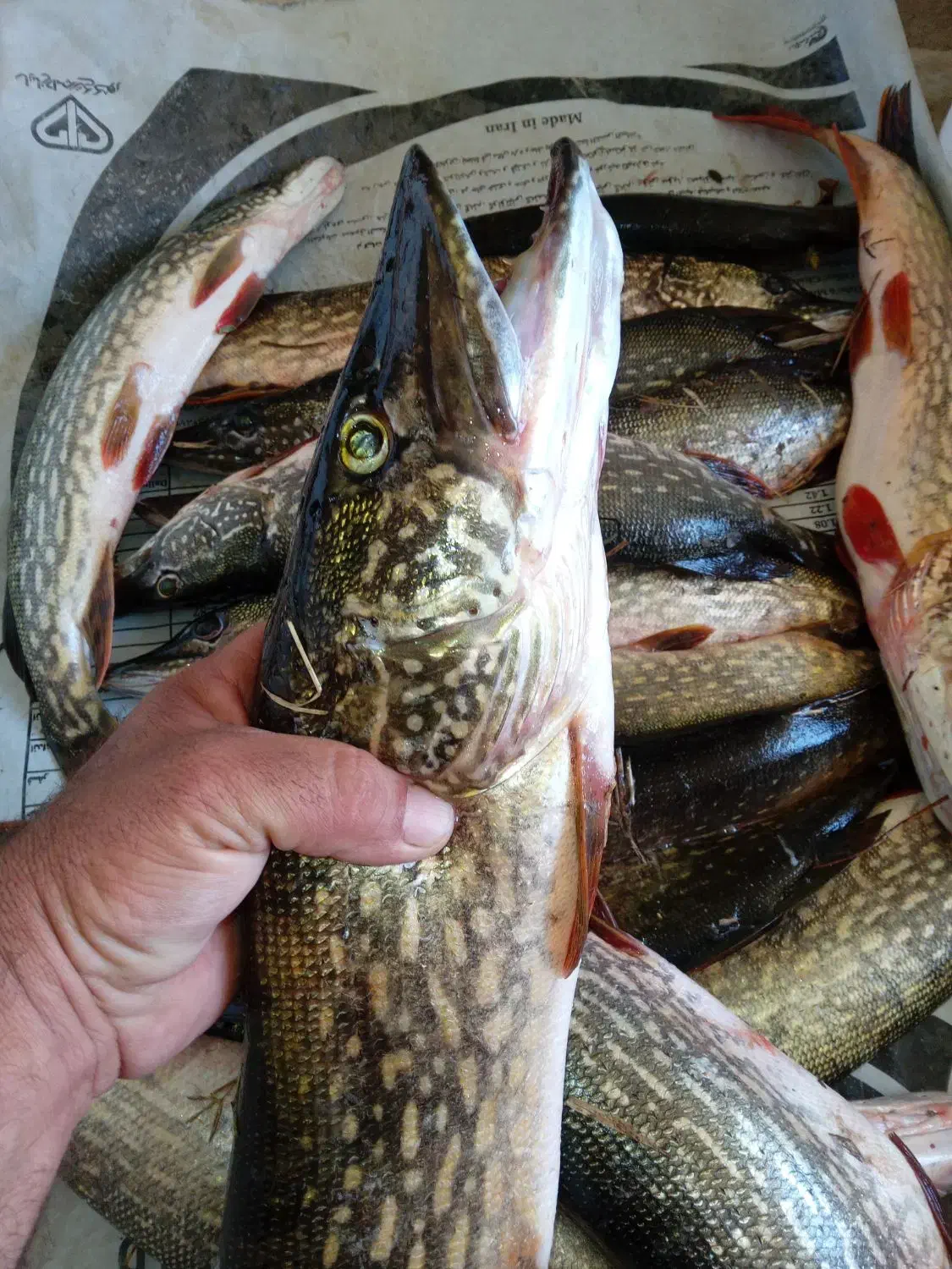 اردک ماهی|ماهی|بابل, |دیوار