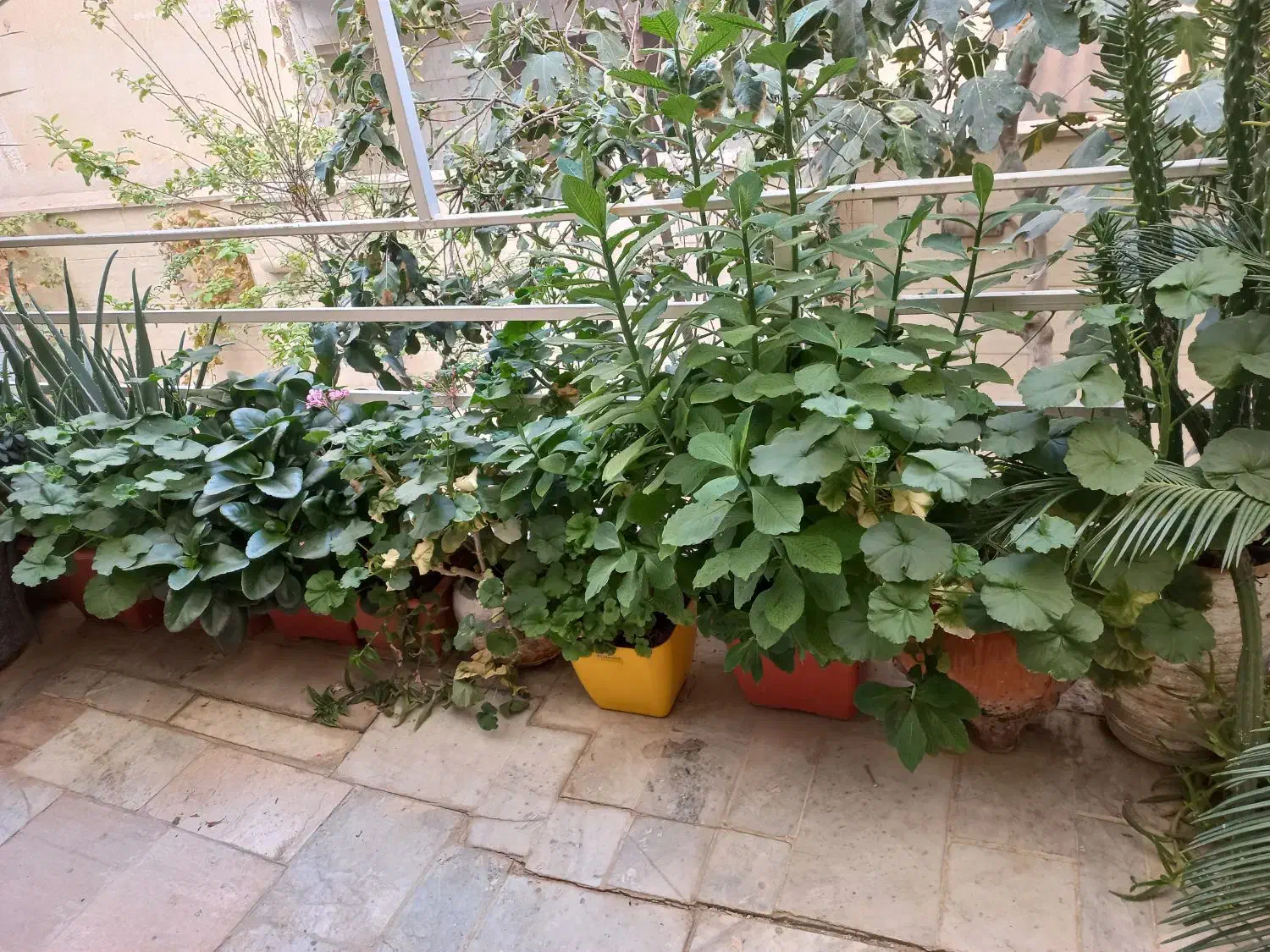 گل و گلدان قیمت پایین|گل و گیاه طبیعی|کرج, حسن آباد|دیوار