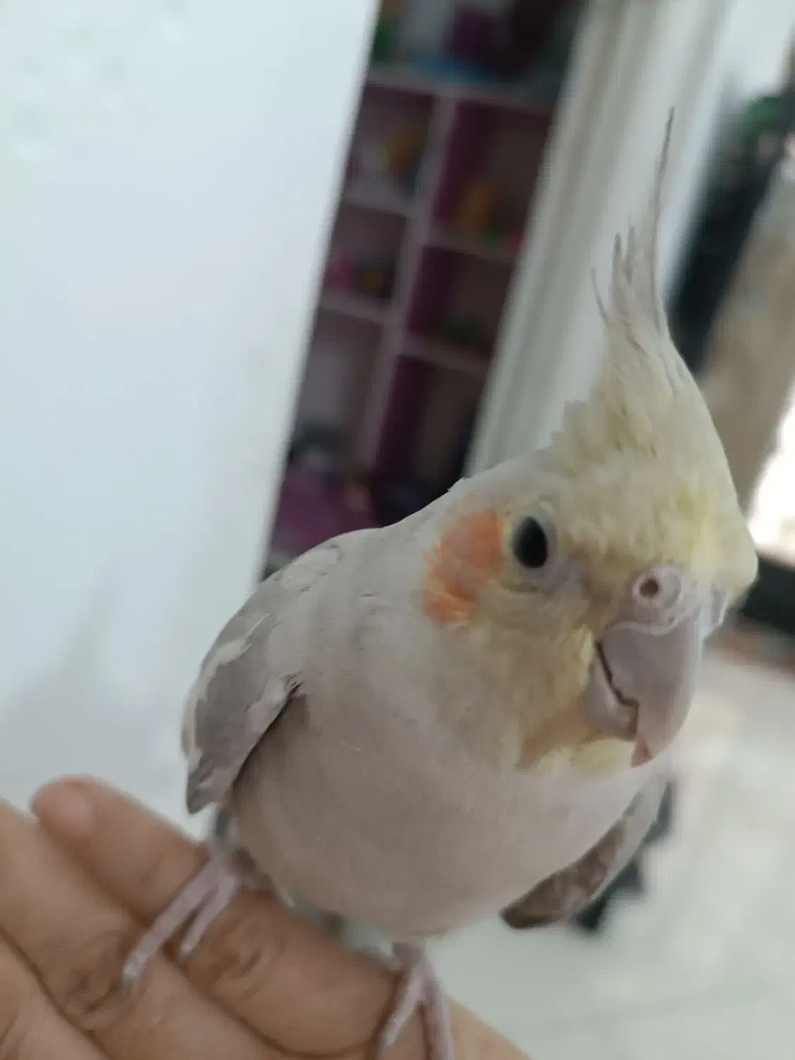 عروس هلندی|پرنده|سیرجان, |دیوار