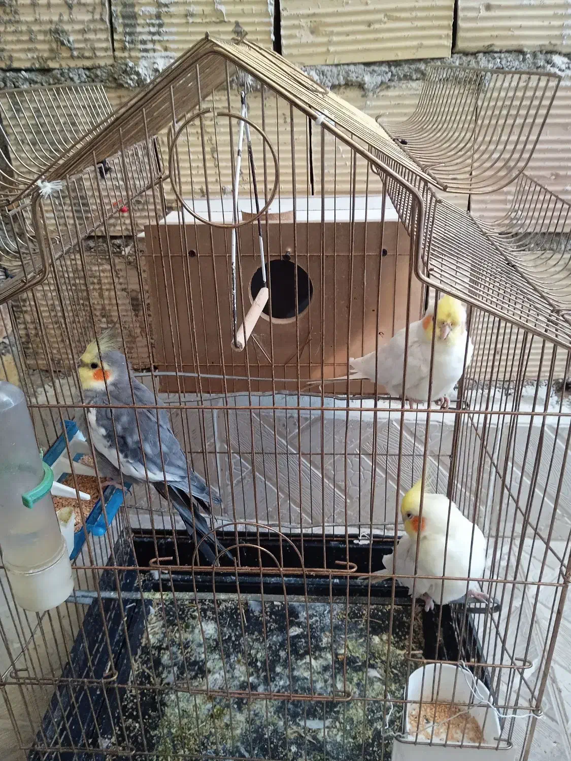 سه عروس هلندی|پرنده|ارومیه, |دیوار