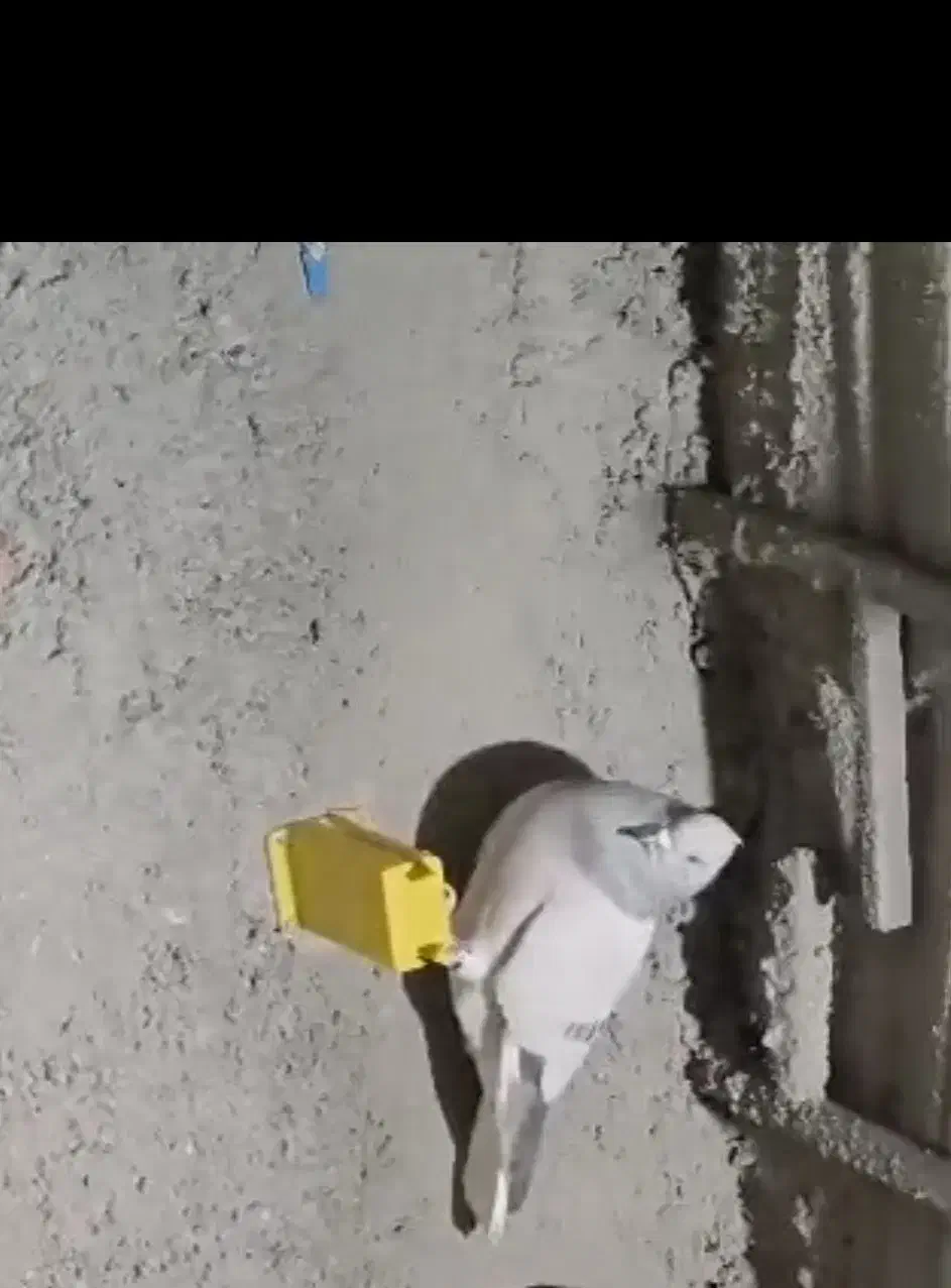 کبوتر|حیوانات|برازجان, |دیوار