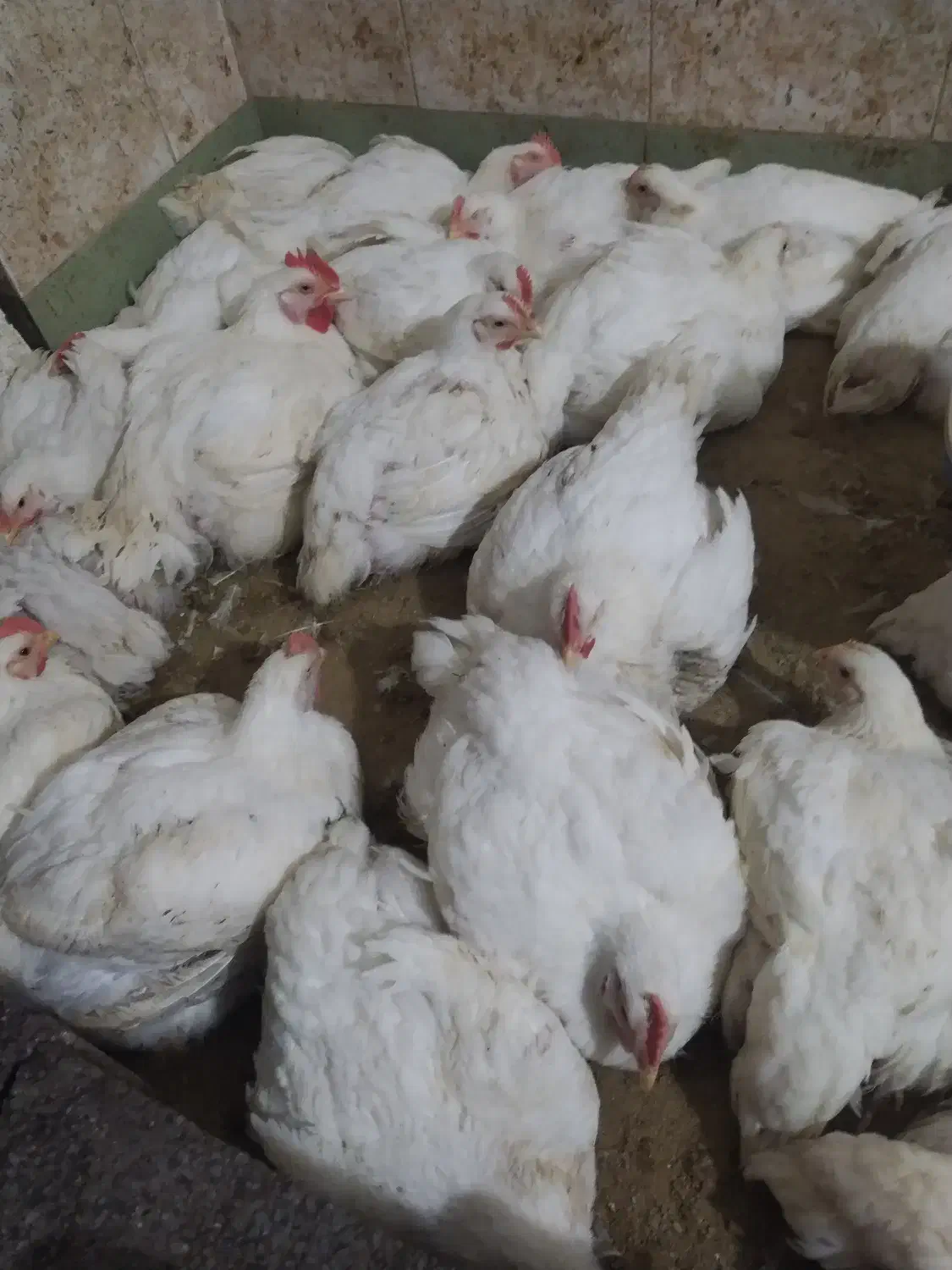 فروش هرروزه مرغ وماهی زنده|حیوانات مزرعه|قائم‌شهر, |دیوار