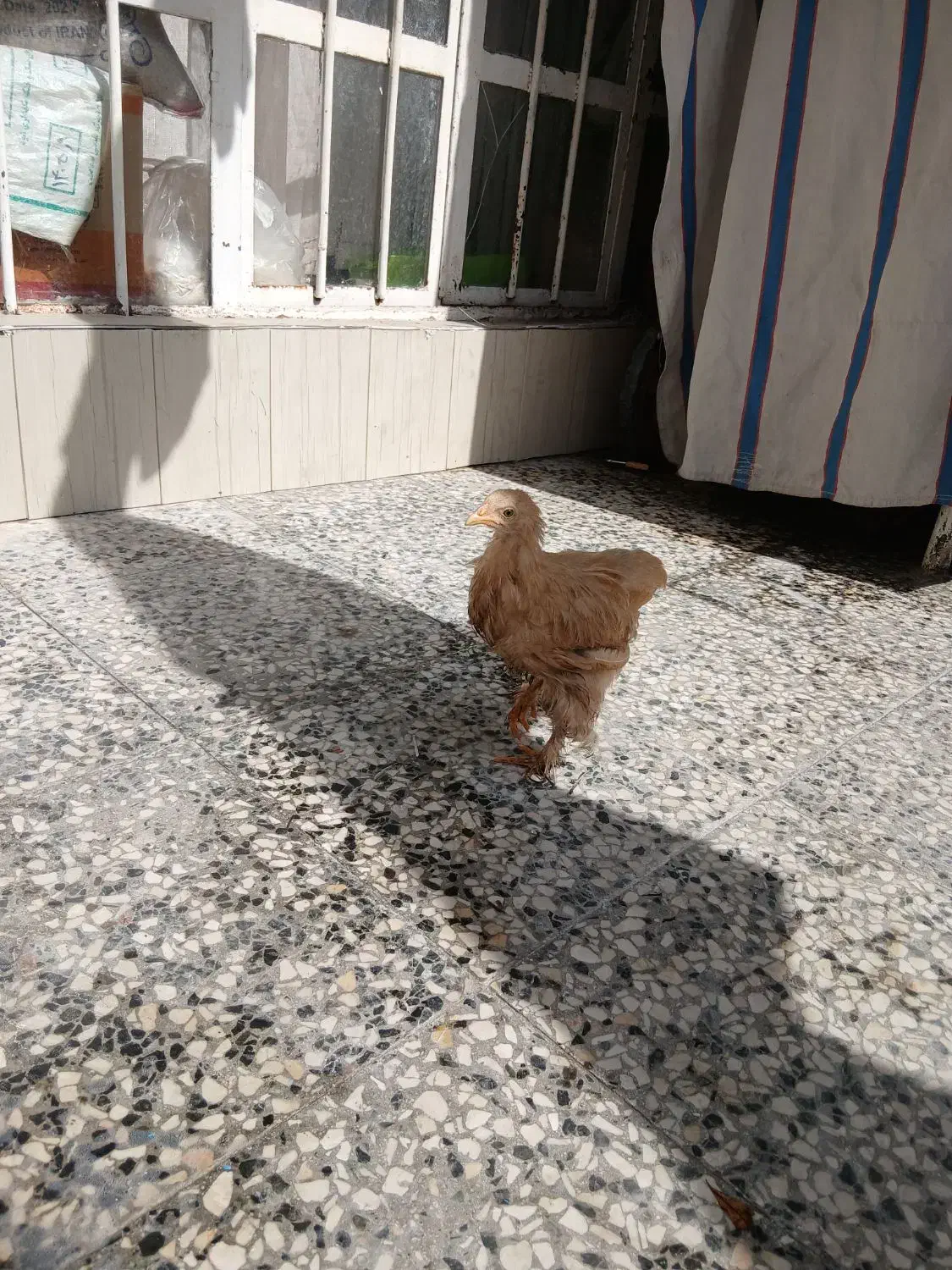 مرغ|حیوانات مزرعه|شیراز, لب آب|دیوار