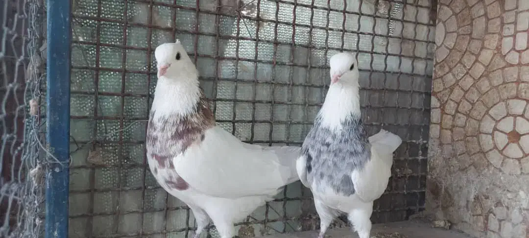 طوقی|پرنده|مبارکه, |دیوار