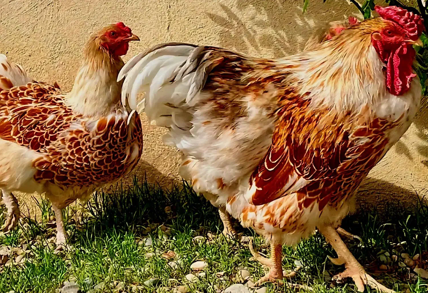 جفت ویاندوت اورنج|حیوانات مزرعه|فریدون‌کنار, |دیوار