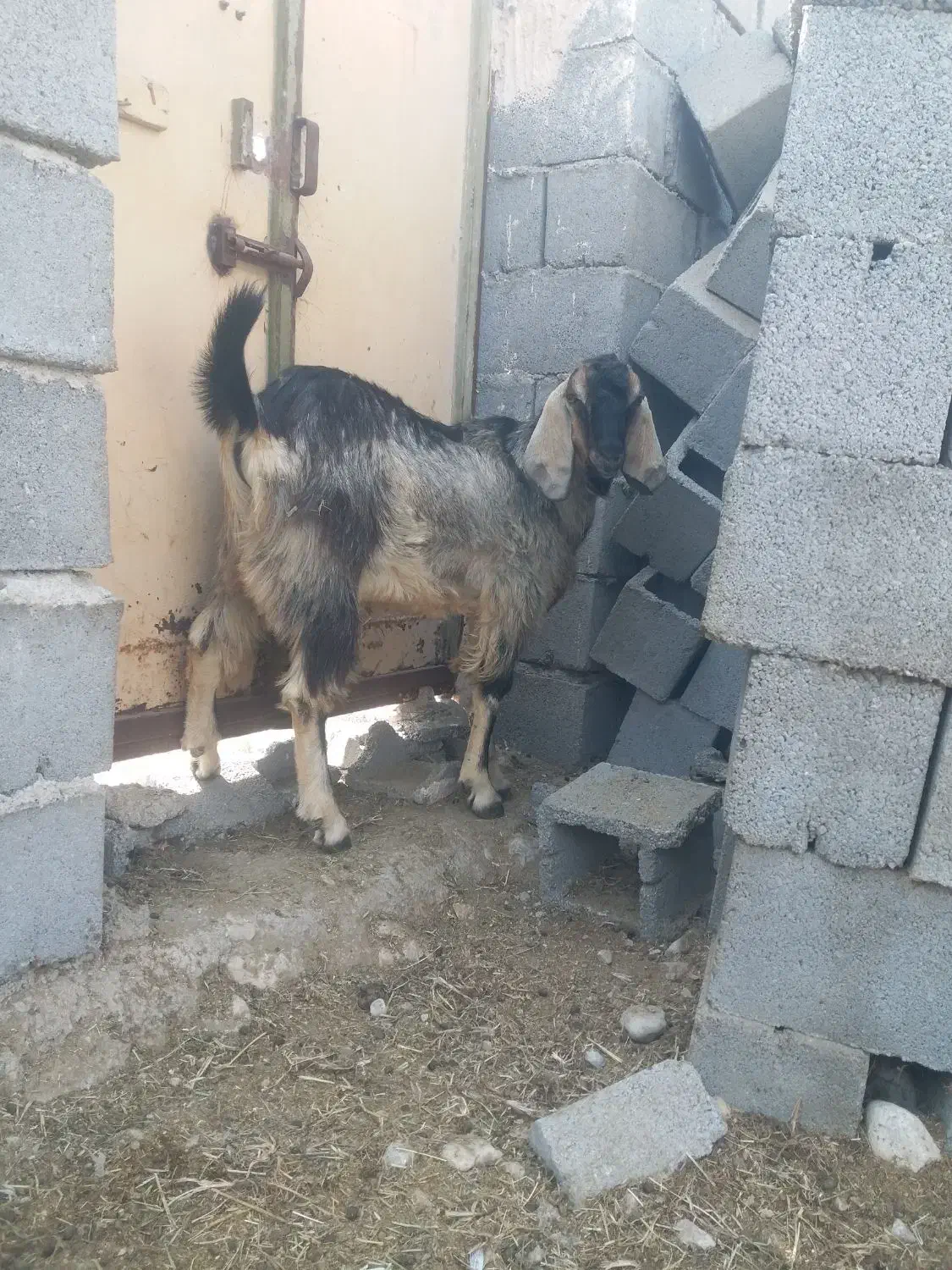 کهره|حیوانات مزرعه|بندرعباس, |دیوار