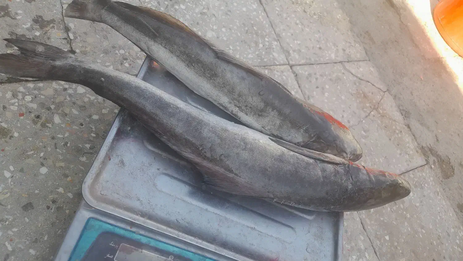 ماهی|ماهی|رامهرمز, |دیوار