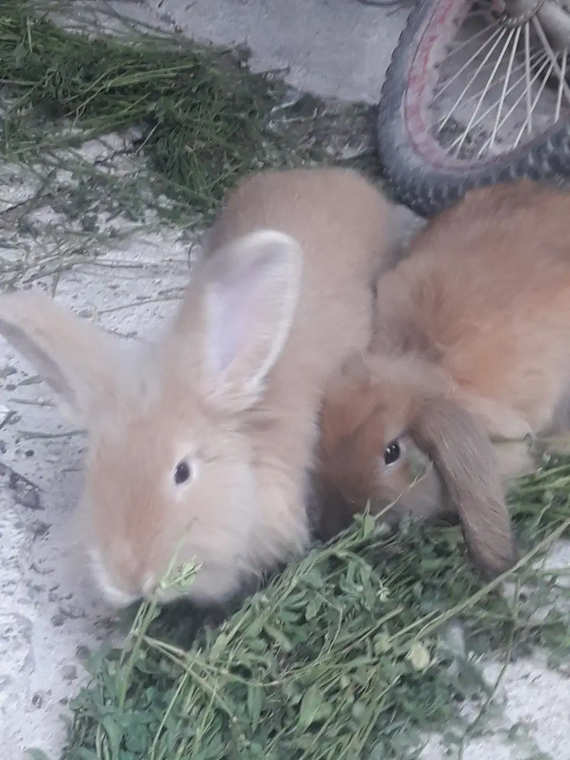 دو عدد خرگوش لوپ|موش و خرگوش|شوشتر, |دیوار