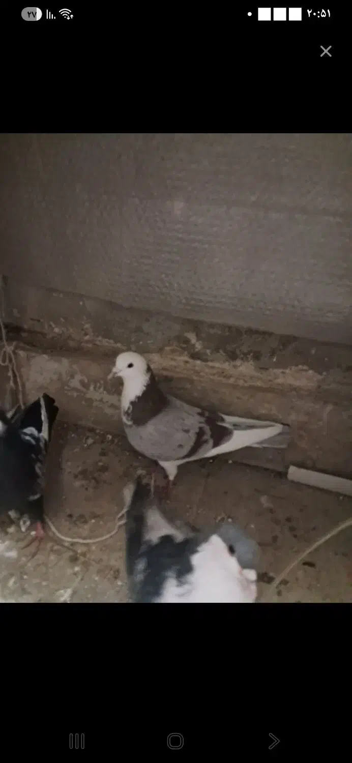 کفتر|پرنده|گلبهار, شهر جدید گلبهار|دیوار