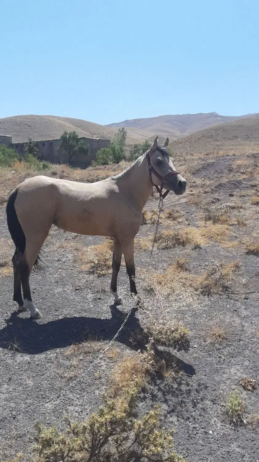 اسب|اسب و تجهیزات اسب‌سواری|آوج, |دیوار