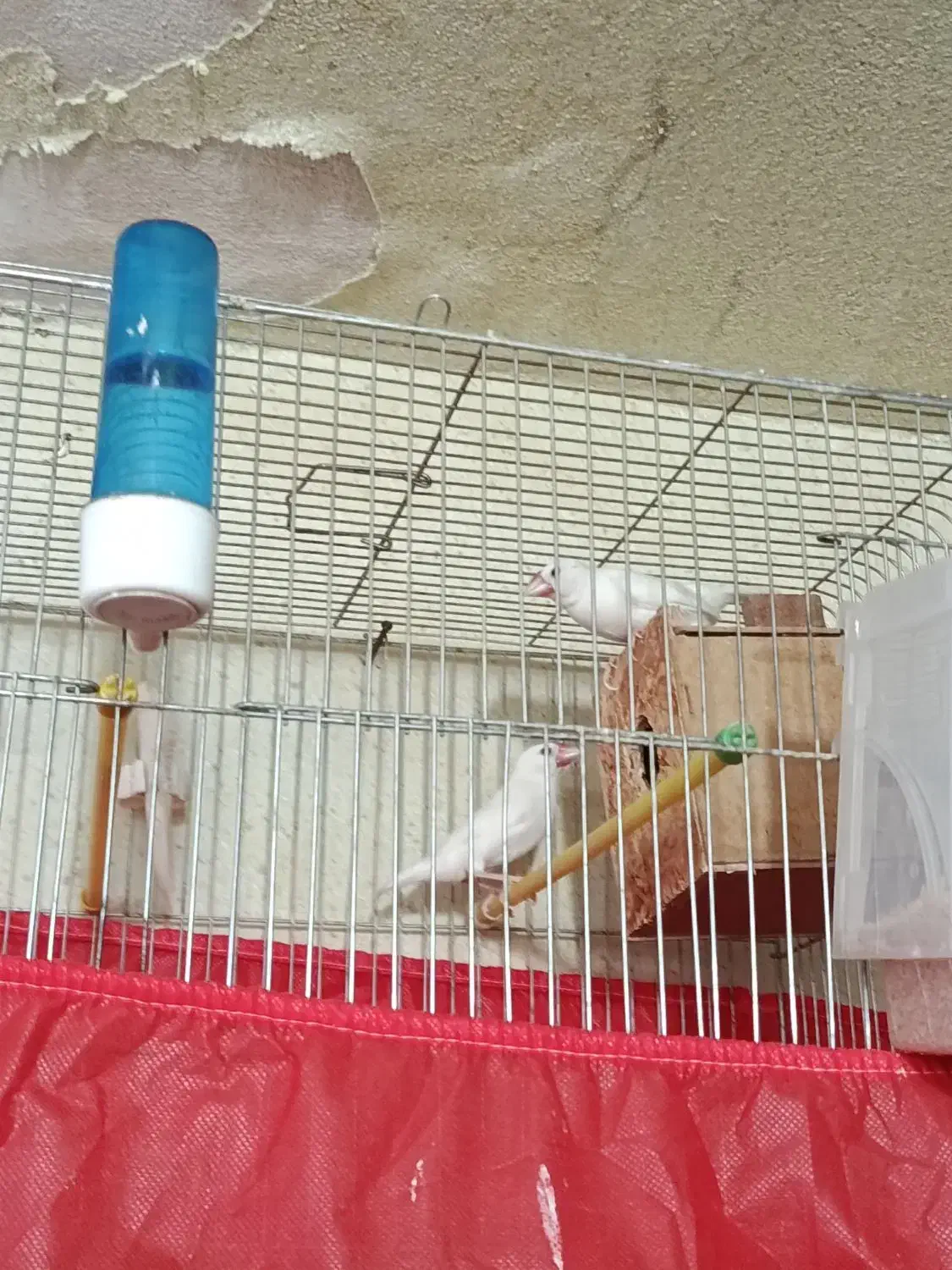 فنچ نرگسی|پرنده|یزد, |دیوار