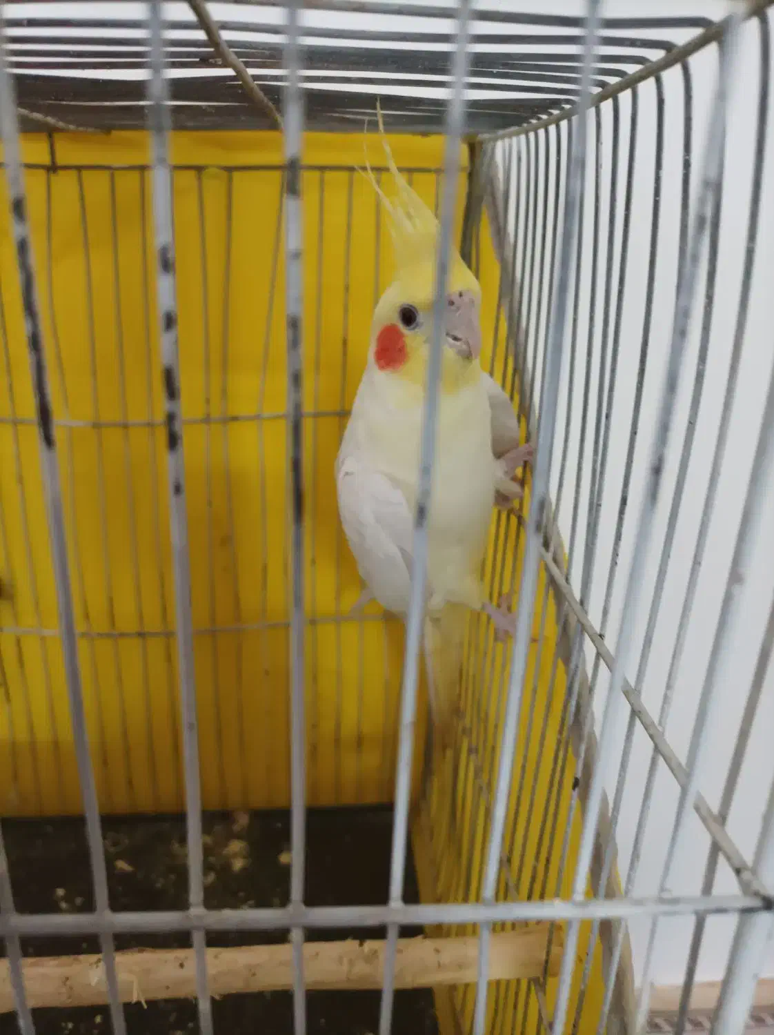 عروس هلندی نر|پرنده|درمیان, |دیوار