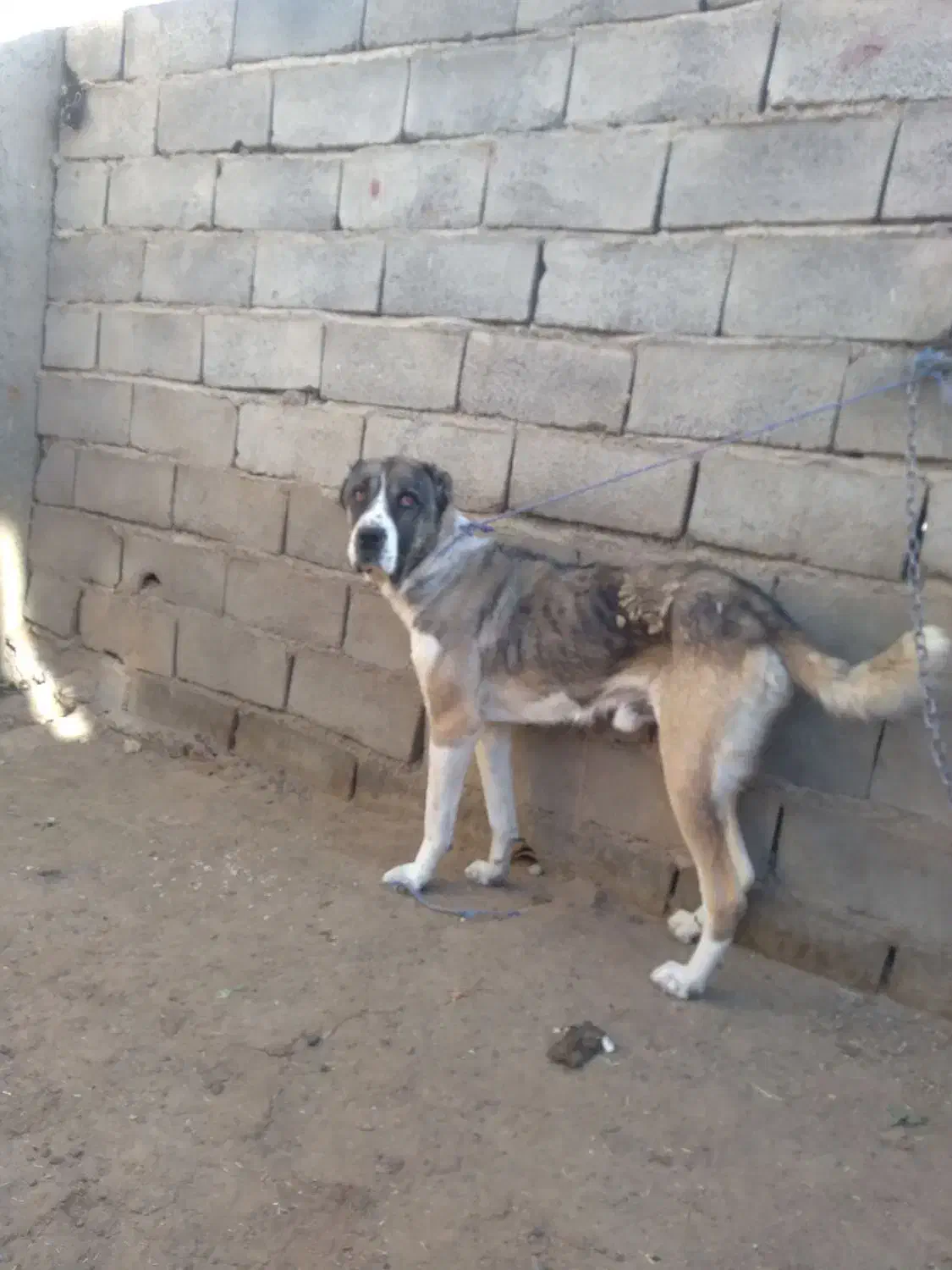 سگ افغان|سگ|قروه, |دیوار