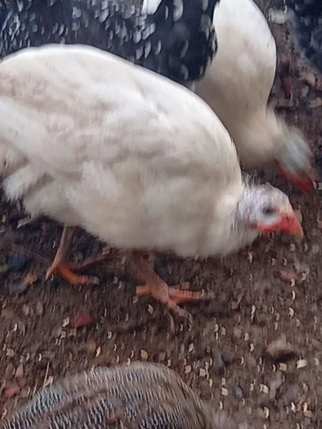 شاخدارسفیدطوسی|حیوانات مزرعه|رضوانشهر, |دیوار