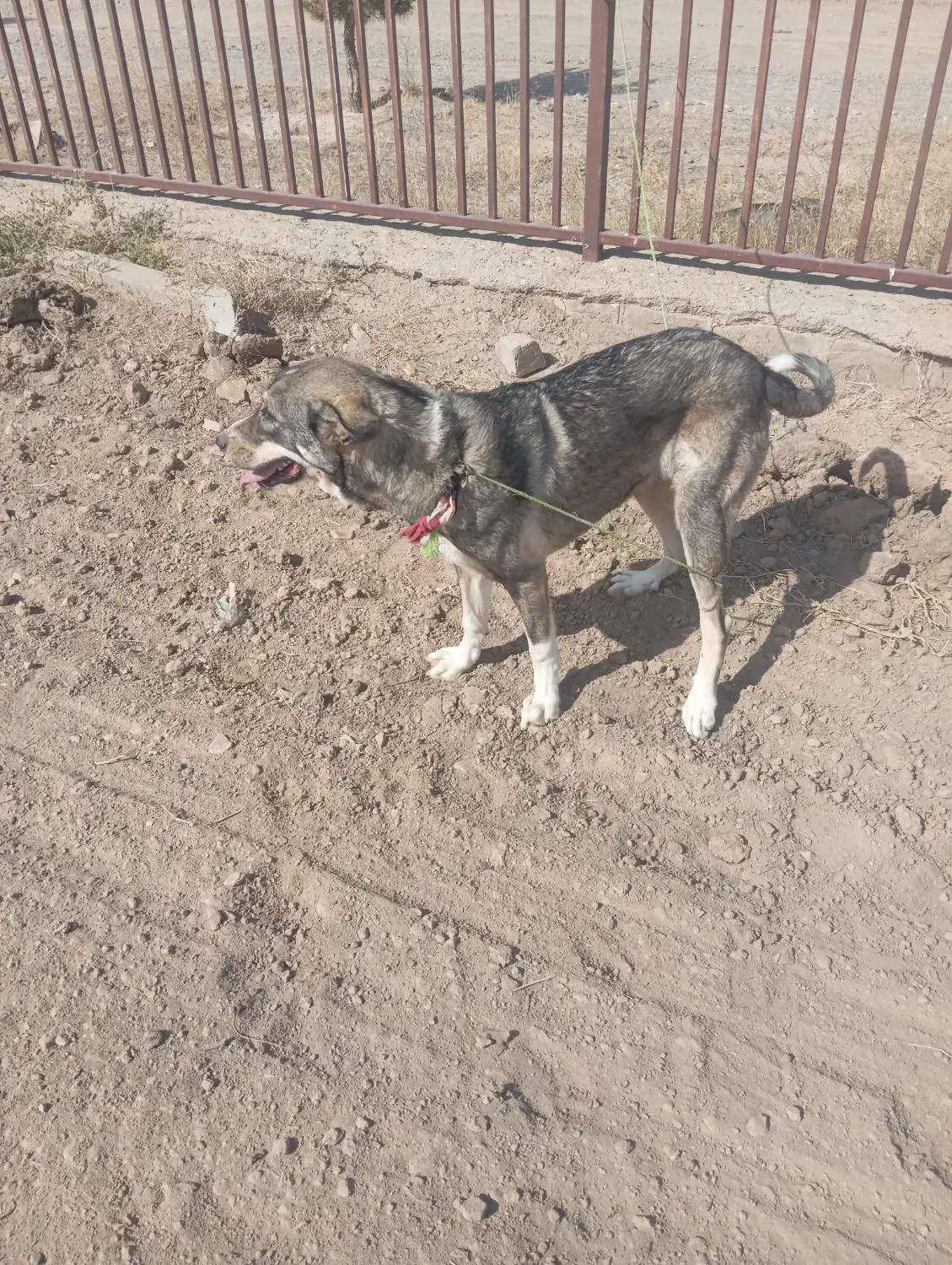 فریمان|سگ|فریمان, |دیوار