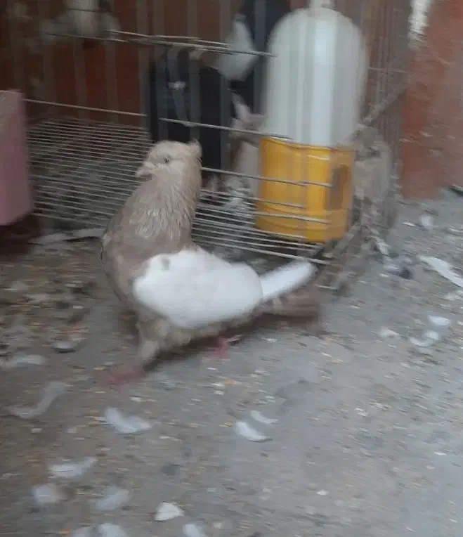 کبوتر ماده سینه ای|پرنده|اهواز, ۳۰ متری|دیوار