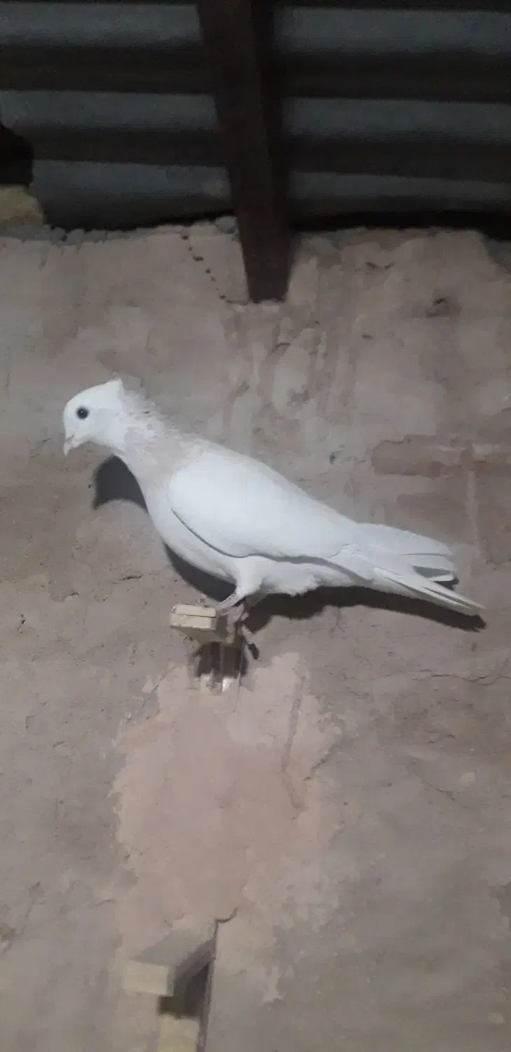 کفتر|پرنده|سبزوار, شرق کال عیدگاه|دیوار