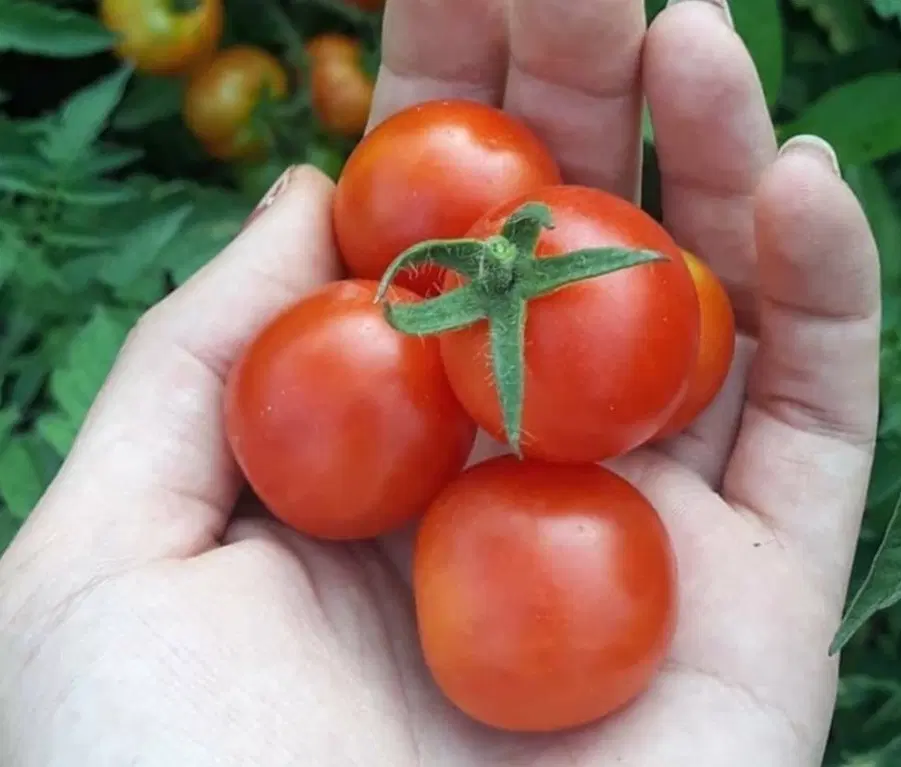 گوجه|خوردنی و آشامیدنی|گالیکش, |دیوار