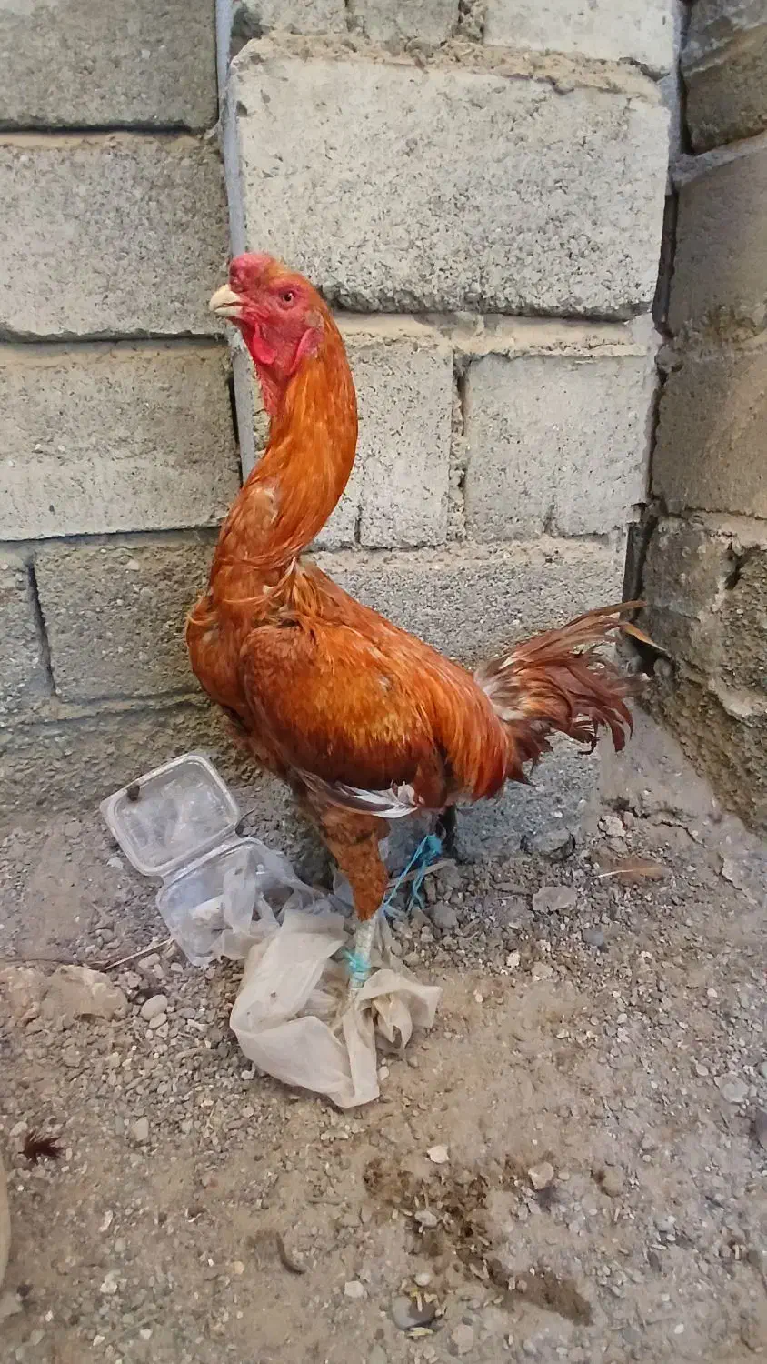 خروس اصیل|حیوانات مزرعه|میناب, |دیوار