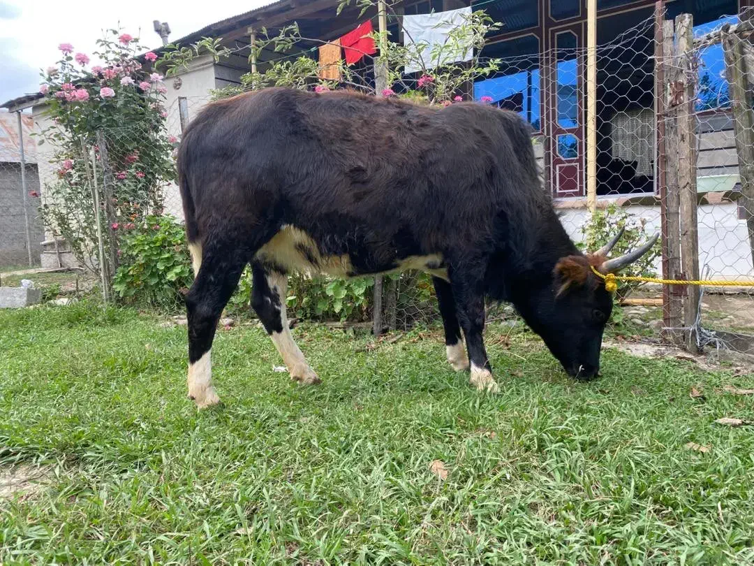 دو گاو شکم دار لوکس ودرجه یک برای خانه دار یا کاسب|حیوانات مزرعه|گوراب زرمیخ, |دیوار