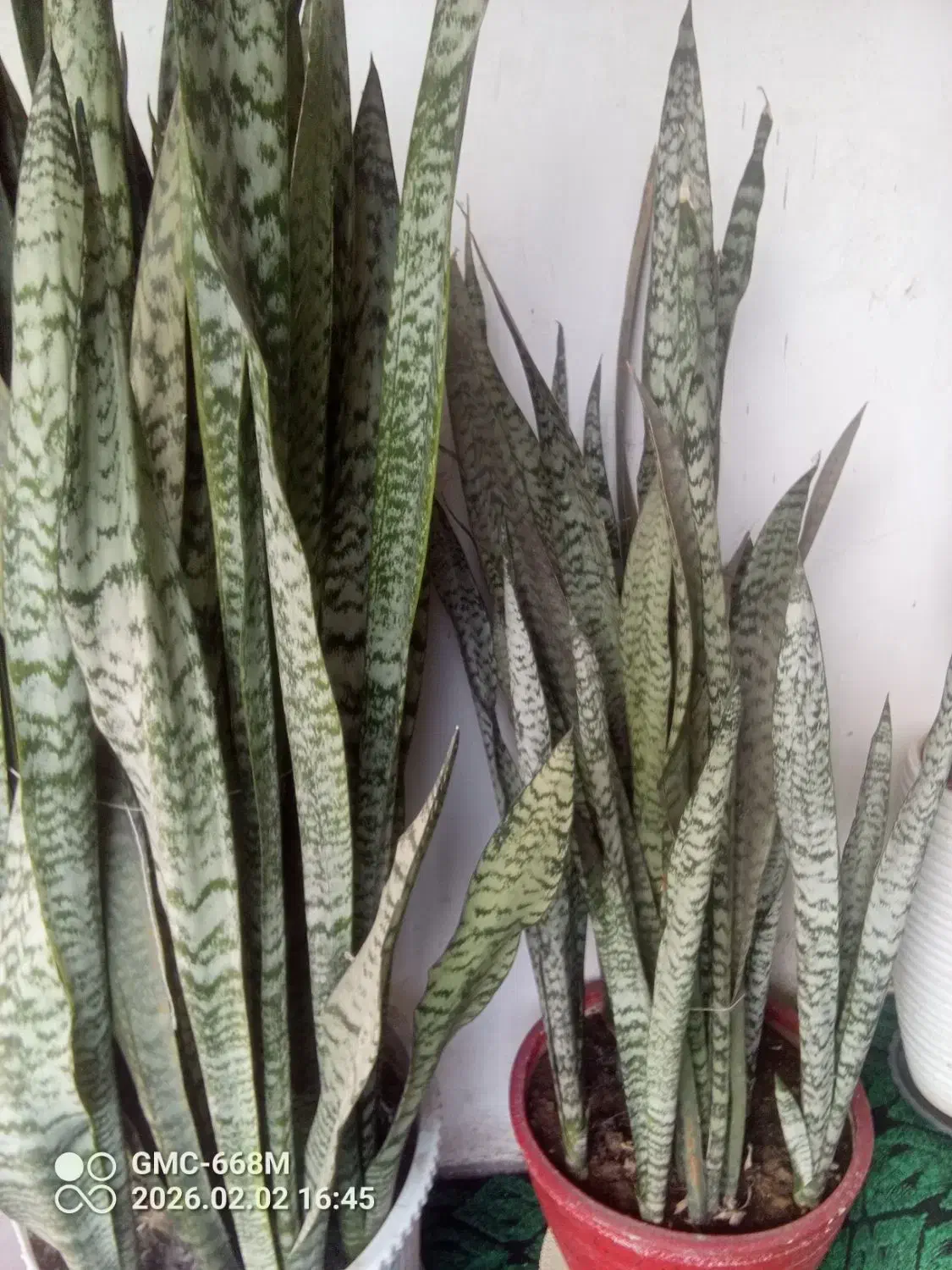 گل سانسوریا|گل و گیاه طبیعی|خشکبیجار, |دیوار