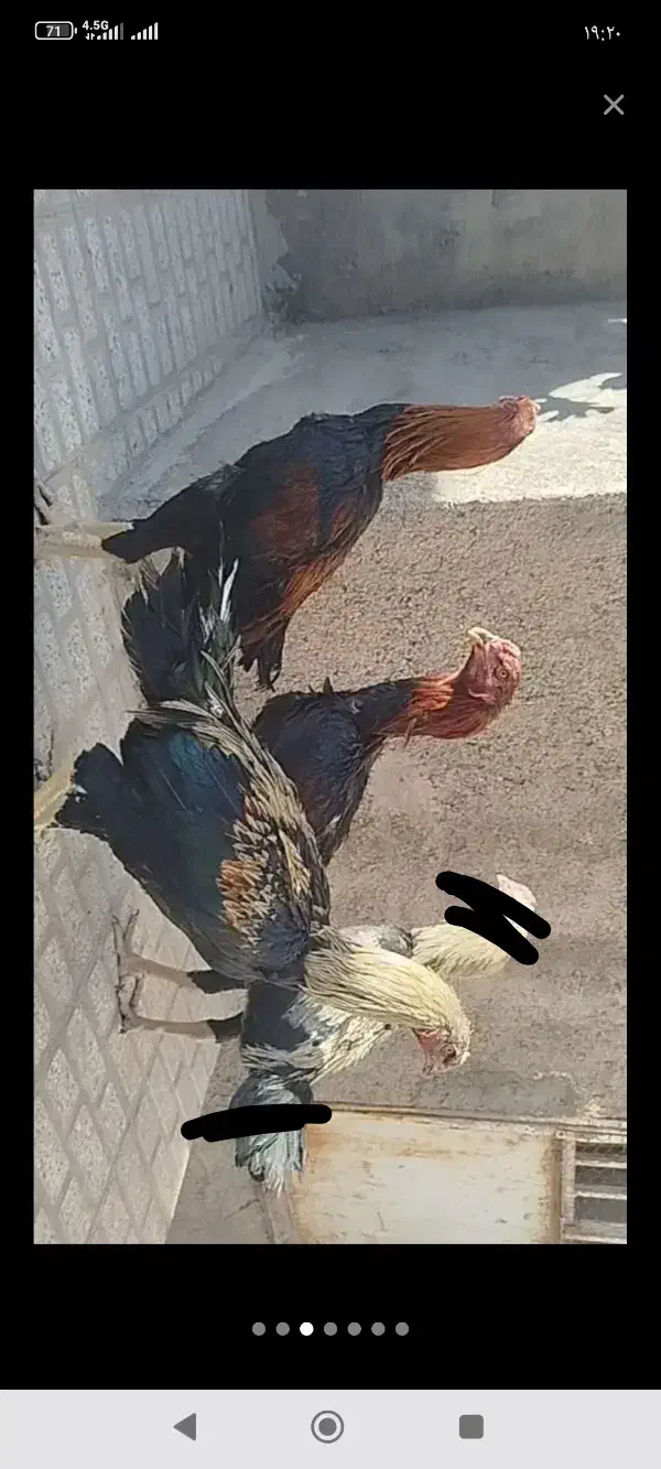 خروس لاری اصل قلم سبز فروشی جوون|حیوانات مزرعه|تربتحیدریه, رباط سفلی|دیوار