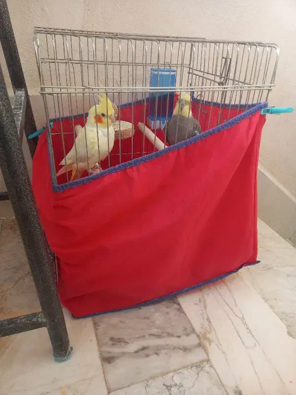 عروس هلندی|پرنده|کامیاران, |دیوار