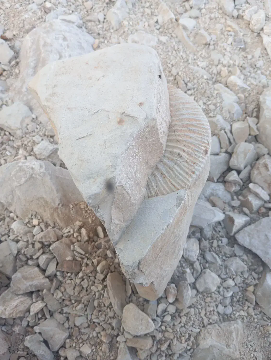 فسیل قدیمی جذاب|کلکسیون اشیاء عتیقه|بلوک, |دیوار