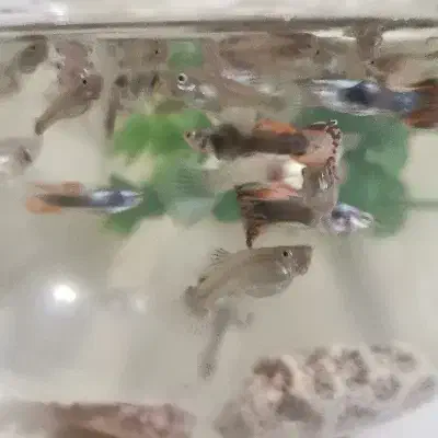 ماهی گوپی|ماهی|مشهد, شهید قربانی|دیوار