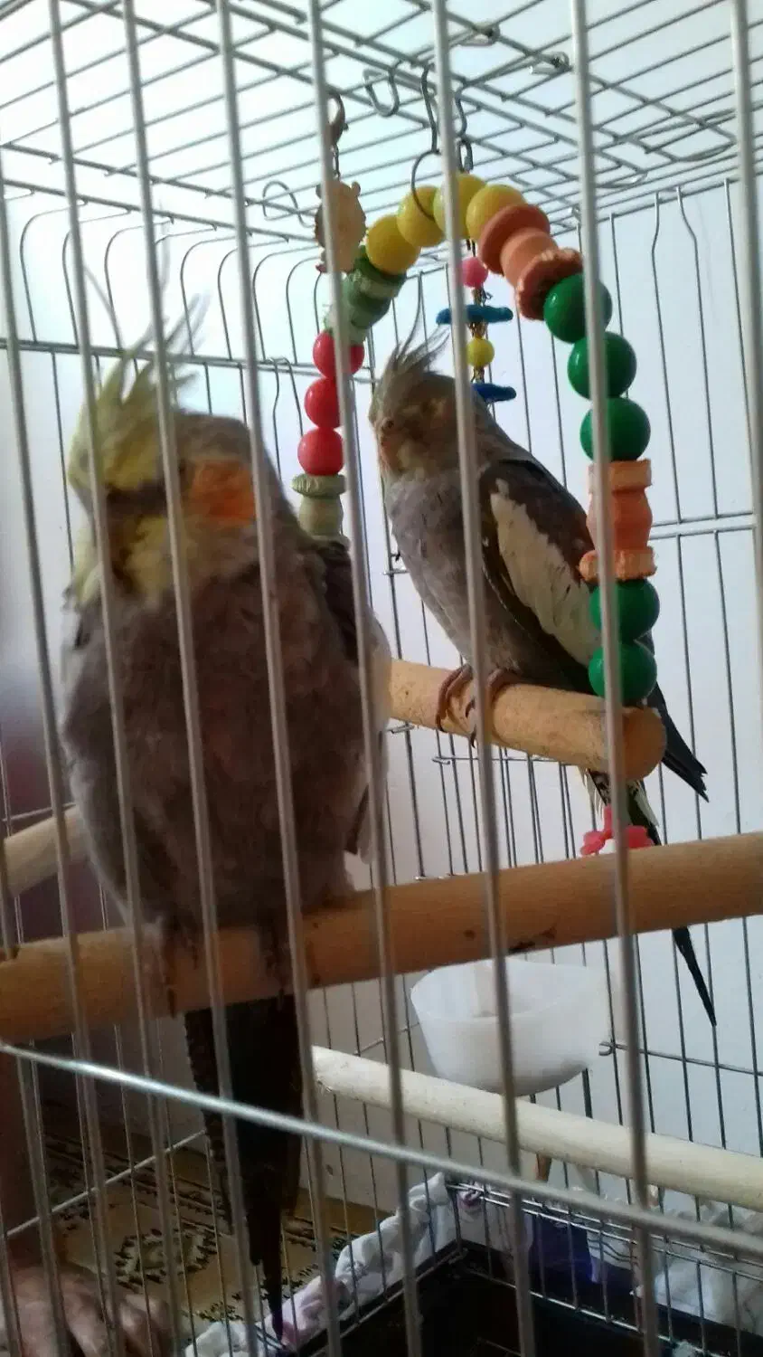 هر دو گمشده در شهر هشتپر روستای سوراپشت|حیوانات|تالش, هشتپر|دیوار