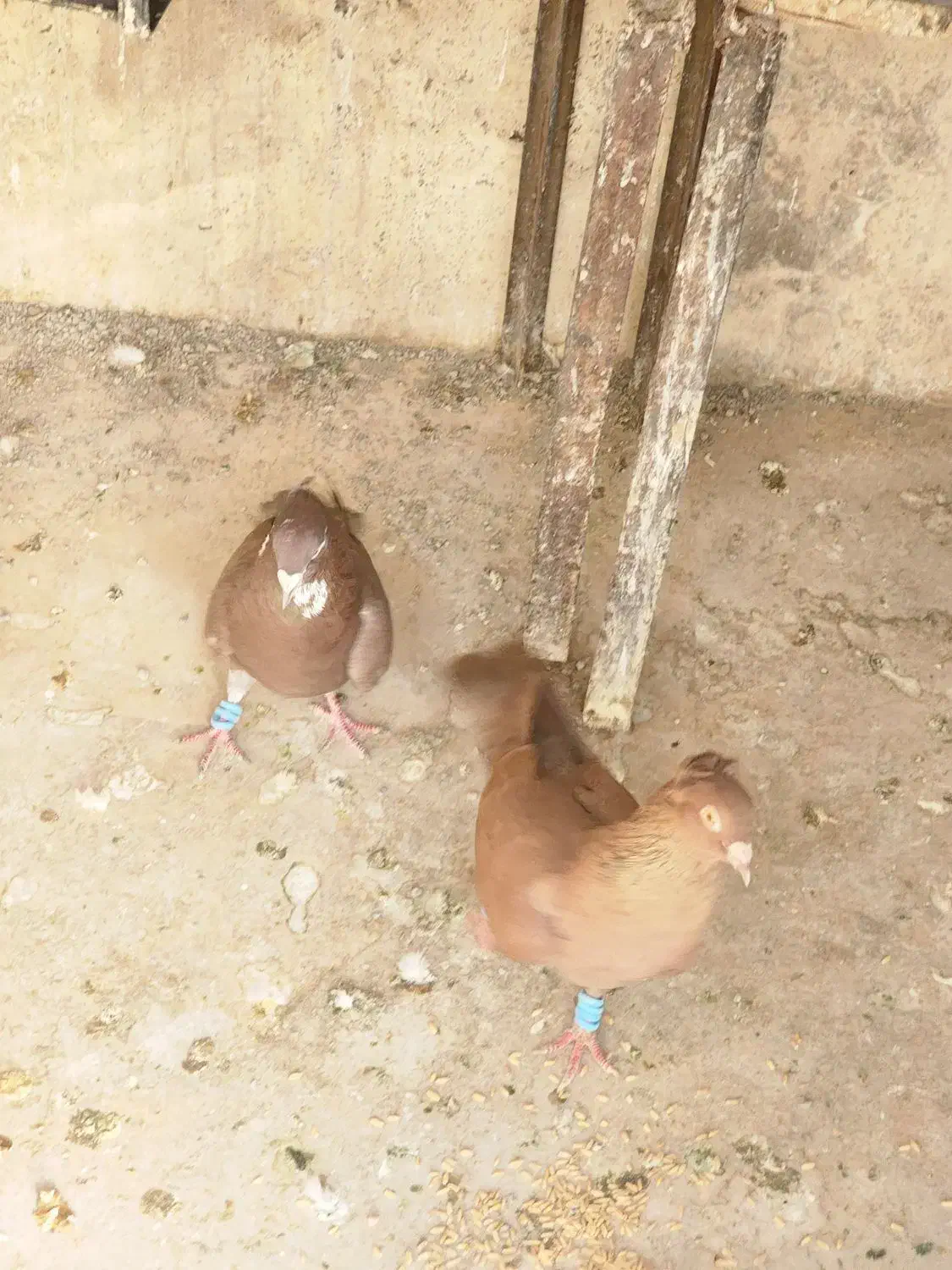 جفت نروماده|پرنده|مشهد, احمدآباد|دیوار