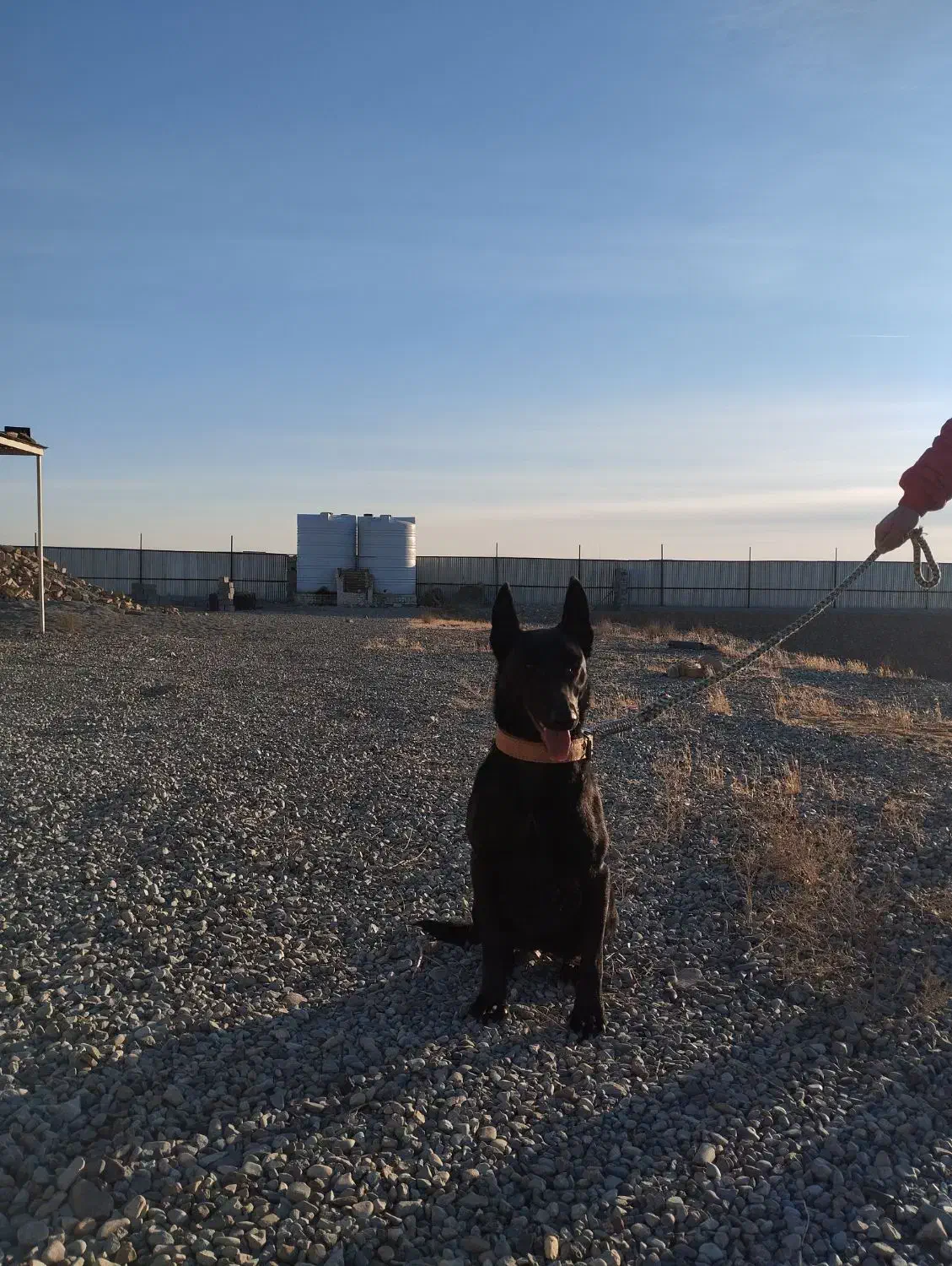 مالینویز بلک اورجینال|سگ|مشکین‌دشت, |دیوار