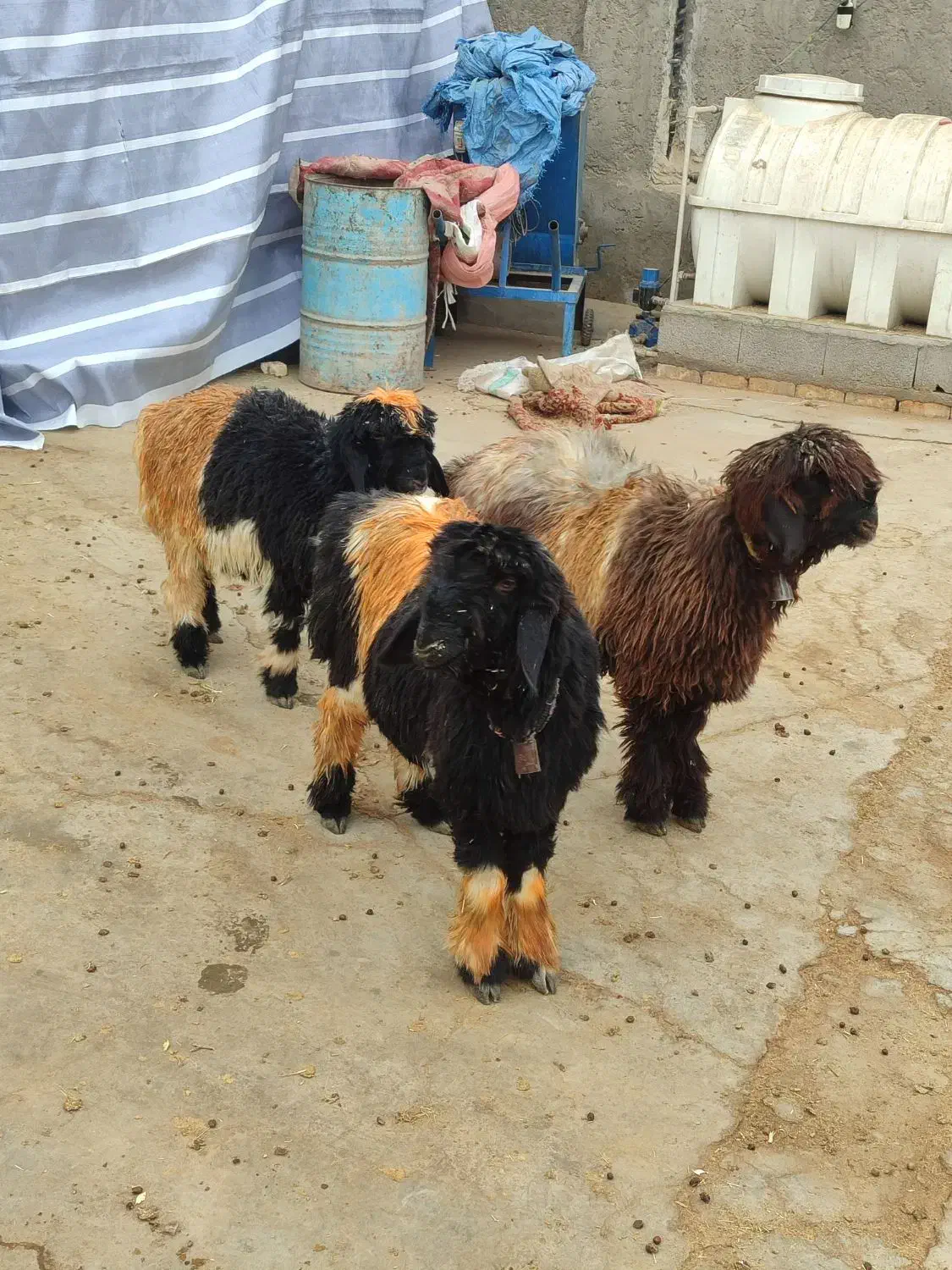 بره.میش.بز|حیوانات مزرعه|خمینی‌شهر, |دیوار