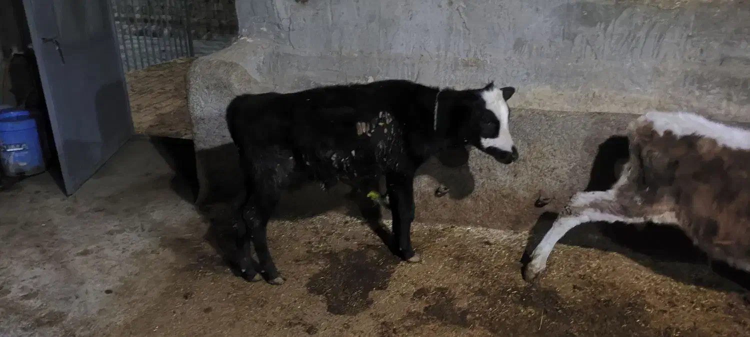 شش تا گوساله نر سیمتال|حیوانات مزرعه|لاجان, |دیوار