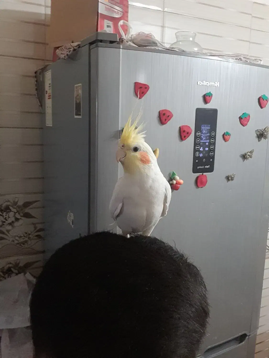 عروس هلندی نر لتینیو|پرنده|سلامی, |دیوار