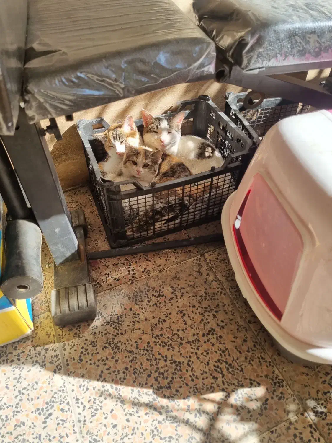 واگذاری گربه|گربه|اندیشه, اندیشه فاز ۴|دیوار