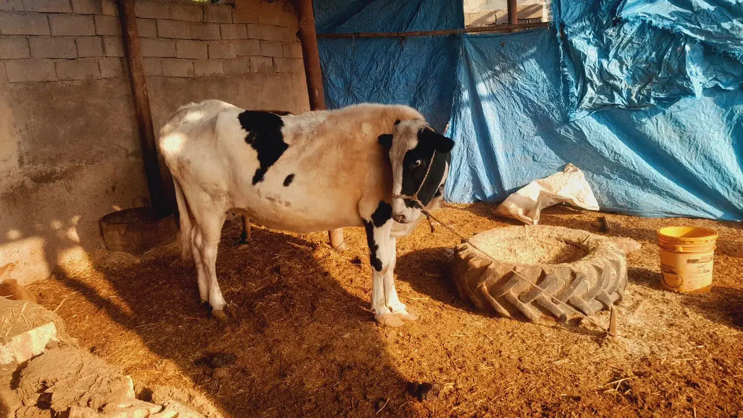 ۲گاو. وگوساله ماده|حیوانات مزرعه|حمیدیه, |دیوار