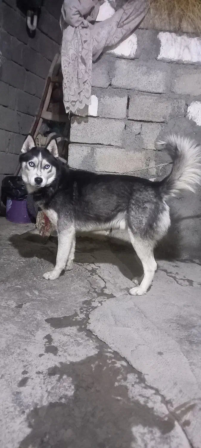 واگذاری هاسکی نر|سگ|دیواندره, |دیوار