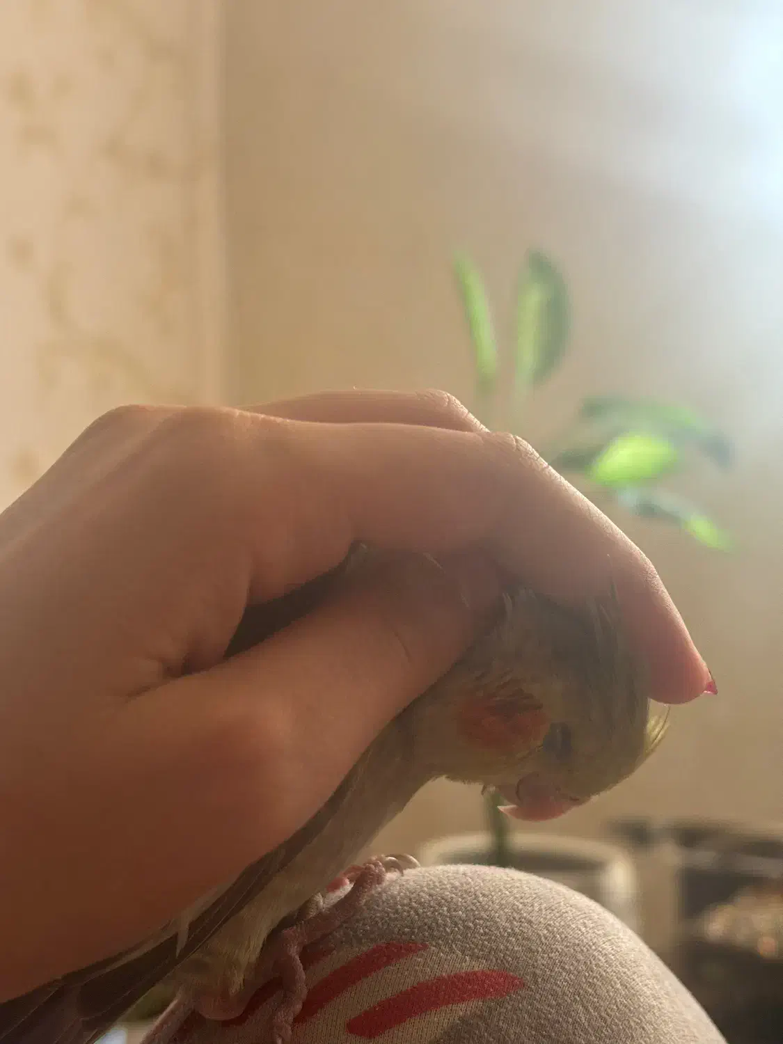 عروس هلندی|حیوانات|دوگنبدان, |دیوار