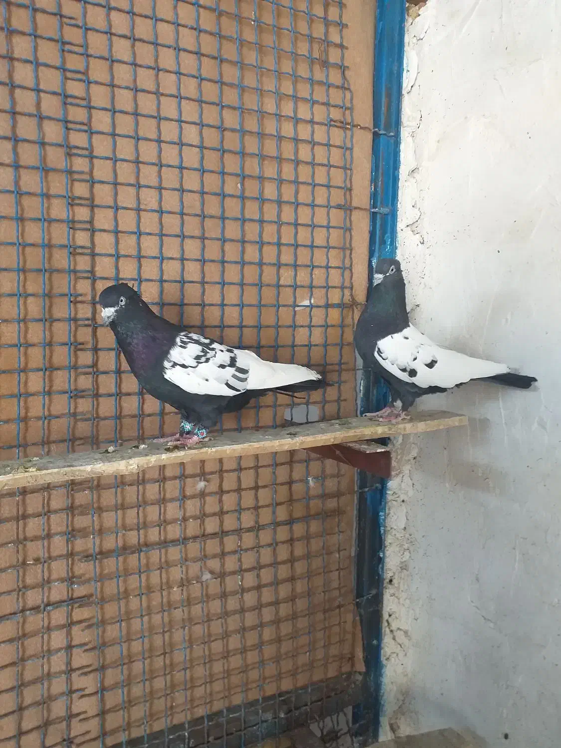 کفتر سینه|پرنده|شیراز, گلشن|دیوار
